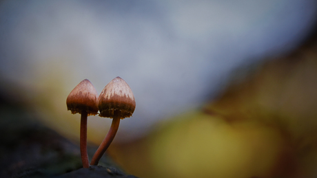 Grote bloedsteelmycena