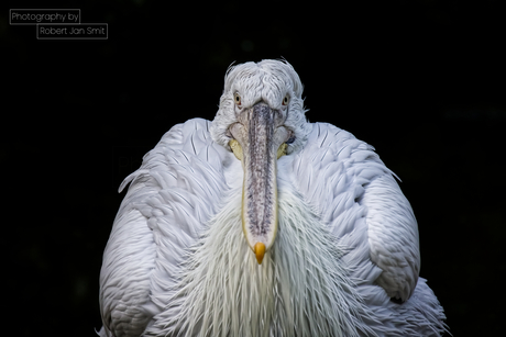 Staredown met Kroeskop pelikaan