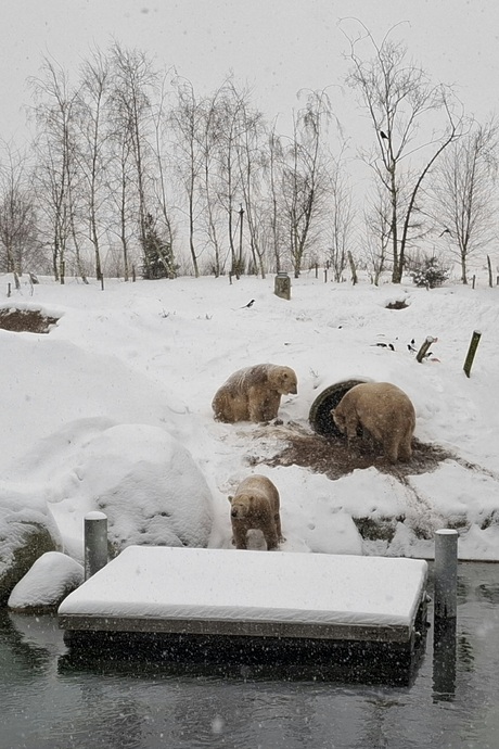 IJsberen in hun element