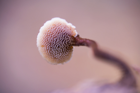 Another point of view - De natuur blijft mij verbazen. 
Ieder jaar ga ik met een groep medefotografen naar de Zoomdag In Dorst om paddenstoelen fotograferen. Zo ook afgelope - foto door birgitte61 op 25-10-2021 - deze foto bevat: zoomdag, herfst, paddenstoel, macro, macrofotografie, lepelzwam, nederland, dorst, sony, slt-a99v, ----, iso 1000, diafragma ƒ/4, sluitertijd 1/30s, brandpuntafstand 90mm, microfoon, bloem, geluidsapparatuur, takje, bloeiende plant, macrofotografie, stuifmeel, evenement, dieren in het wild, patroon