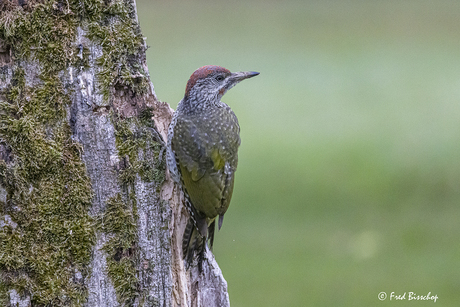 Groene specht