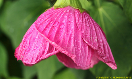 Flower with raindrops II