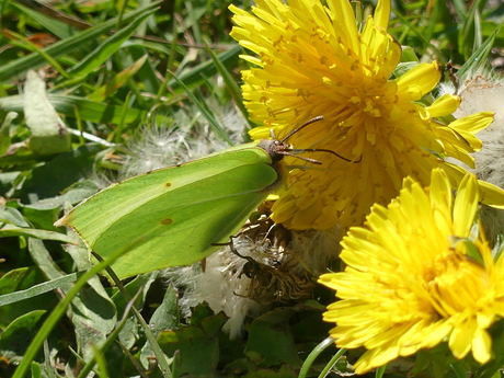 Citroenvlinder