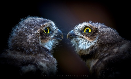 Juvenile Borrowing Owls