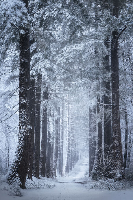 Waar de feeën wandelen in de winter