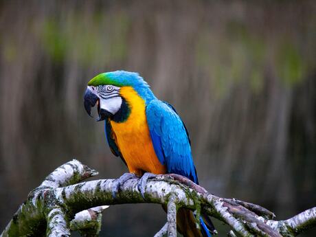 Blue-and-Gold Macaw