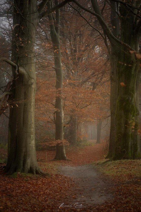 In het bos 