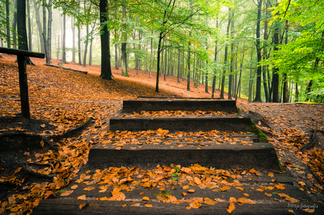 steps to autumn