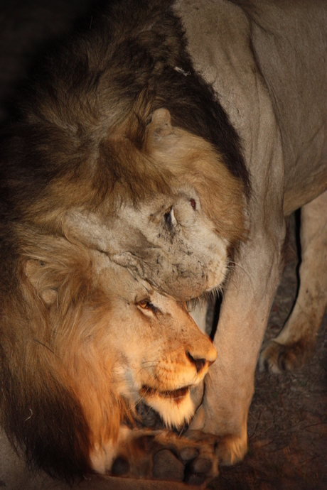 Avondsafari Zuid Afrika, knuffelende leeuwen