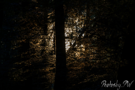 Opkomende zon in het bos