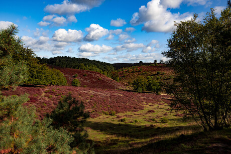 Heide op de Posbank