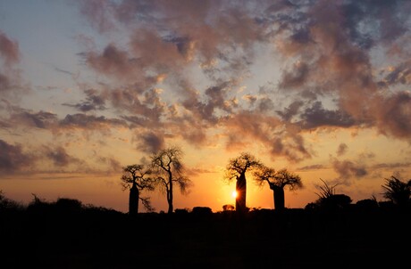 Baobabs tijdens de zonsondergang in Madagaskar