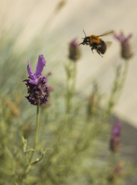 Lavendel met hommel