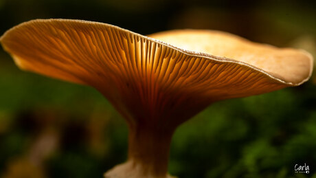 Herfst in het bos