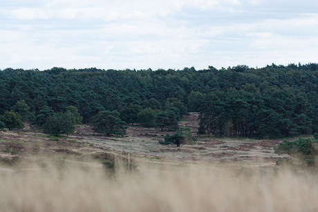 landschap posbank