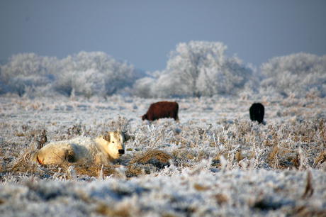 Hollandse winter