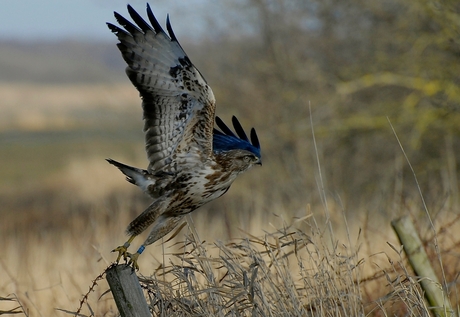 Buizerd