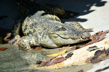 Siamese krokodil