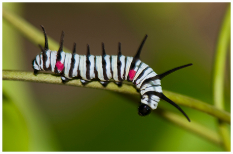 Filippijnse rups