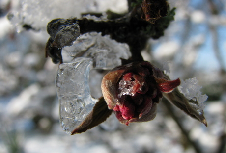 Begin van de Lente