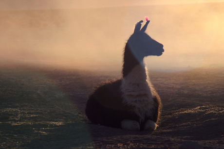 Alpaca in Bolivia