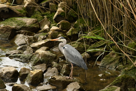 Reiger