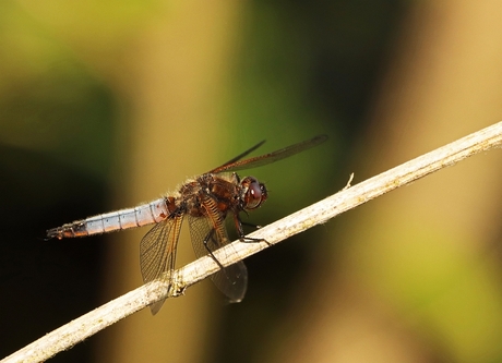 Libelle