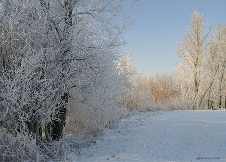 Witte wereld