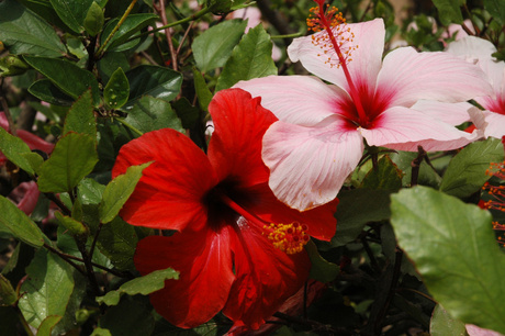 Hibiscus