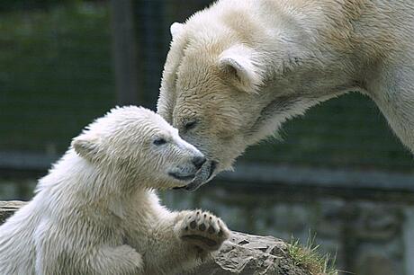 ijsbeer met jong