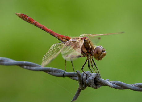 Bloedrode heidelibel (Sympetrum sanguineum)