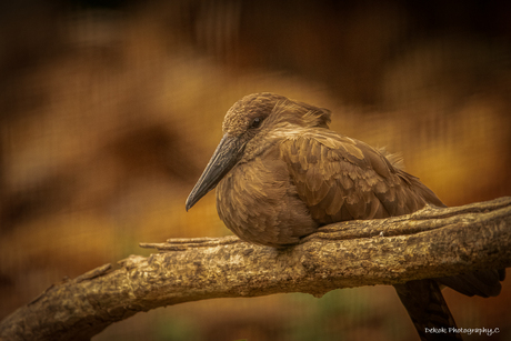 Hamerkop - 