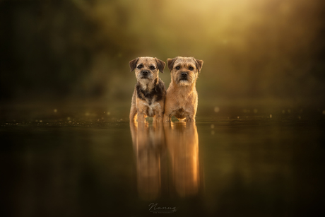 Golden duo 