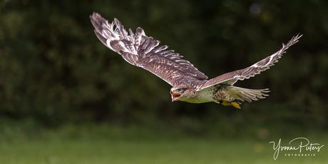 Koningsbuizerd