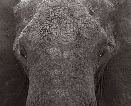 The head of a elephant