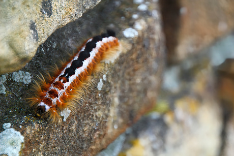 Rups Kaapse tapijt mot (Eutricha capensis)