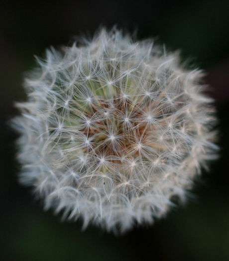 Paardenbloem