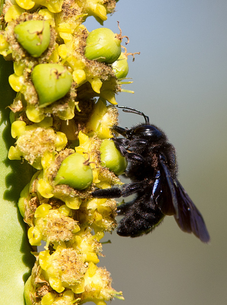 blauwzwarte houtbij