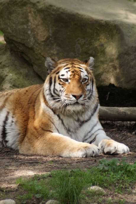 Dierenpark Rhenen