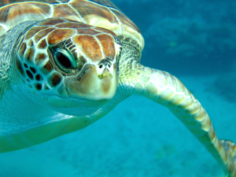 Schildpad in Tenerife