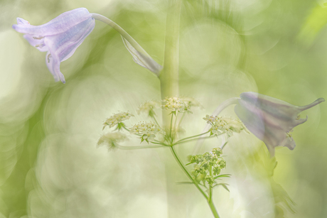 Fluitenkruid & Boshyacint