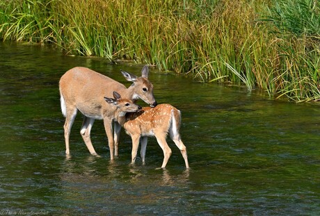 Mommy Deer
