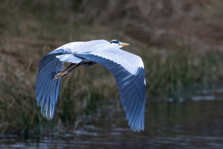 Opvliegende Reiger