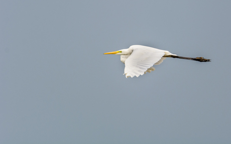 Grote zilverreiger