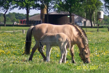 merrie met veulen