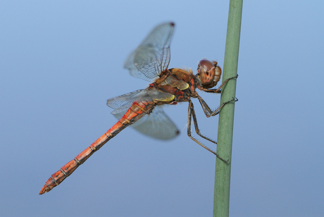 Bruinrode heidelibel - Sympetrum striolatum