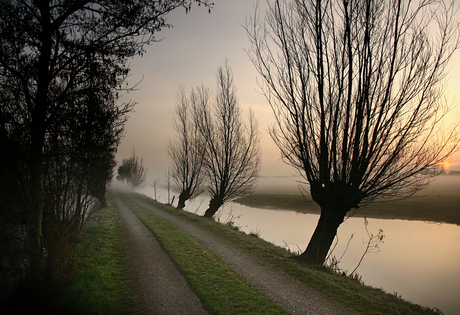 Knotwilgen in de ochtend