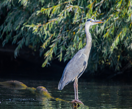 Ardea Cinerea