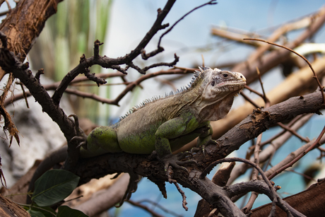 Leguaan, Blijdorp Dierentuin