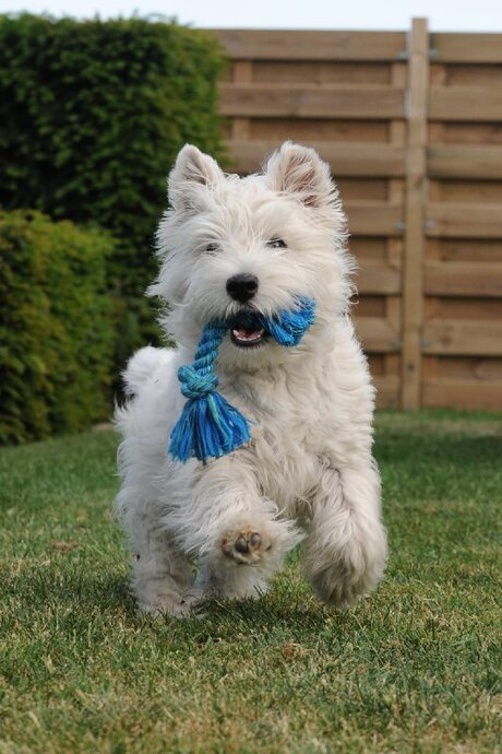 Westie